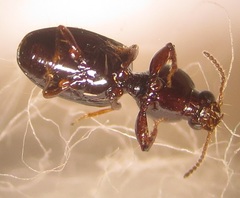 Dyschirius