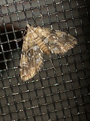 Elophila faulalis