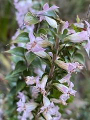 Epacris purpurascens