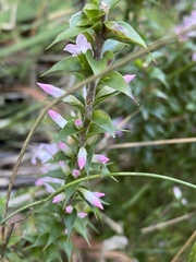 Epacris purpurascens
