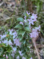 Epacris purpurascens
