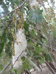 Populus mexicana
