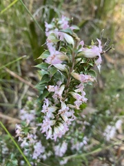 Epacris purpurascens