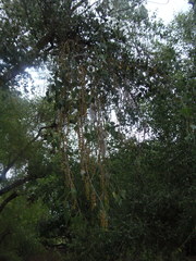 Populus mexicana