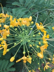Caesalpinia pulcherrima flava