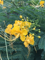 Caesalpinia pulcherrima flava
