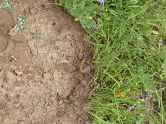 Buthus elmoutaouakili