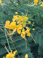 Caesalpinia pulcherrima flava
