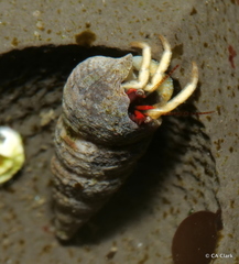 Pagurus granosimanus