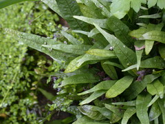 Leptochilus pteropus