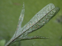 Leptochilus pteropus