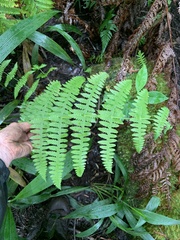 Pseudophegopteris