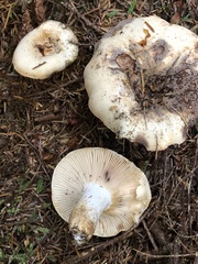 Russula crassotunicata