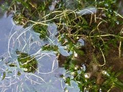 Callitriche hermaphroditica