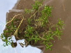 Callitriche hermaphroditica