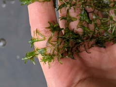 Callitriche hermaphroditica