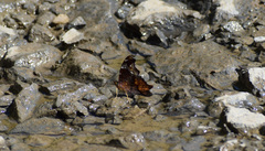 Hypanartia