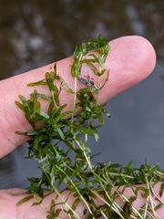 Callitriche hermaphroditica