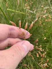 Fimbristylis thermalis