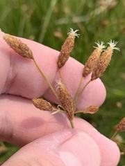 Fimbristylis thermalis