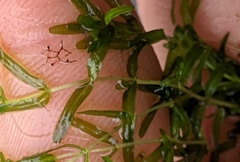 Callitriche hermaphroditica