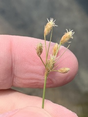 Fimbristylis thermalis