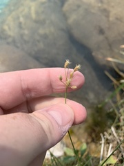 Fimbristylis thermalis
