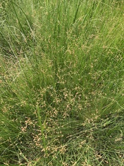 Fimbristylis thermalis