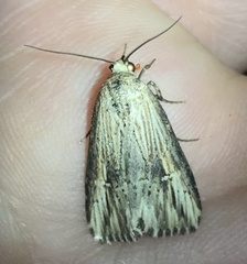 Crambodes talidiformis
