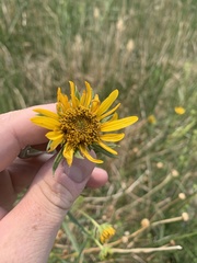 Helianthus nuttallii