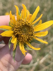 Helianthus nuttallii