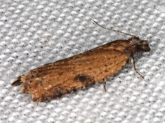 Constrictana constrictana