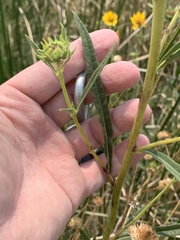 Helianthus nuttallii