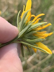 Helianthus nuttallii