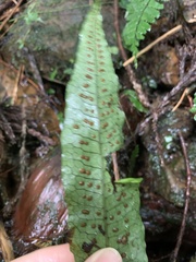 Leptochilus hemionitideus