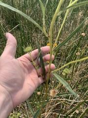 Helianthus nuttallii
