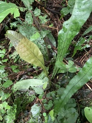 Leptochilus hemionitideus