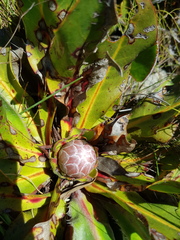 Protea caespitosa