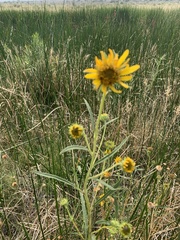 Helianthus nuttallii