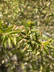 Styphelia setigera
