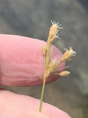 Fimbristylis thermalis