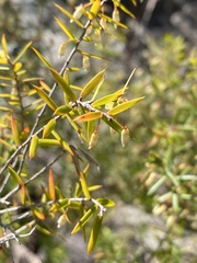Styphelia setigera