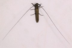 Pseudohippopsis gracilis