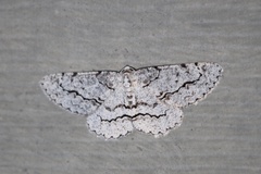 Stenoporpia pulmonaria