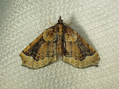 Eulithis flavibrunneata