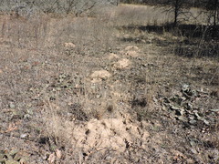 Geomys bursarius
