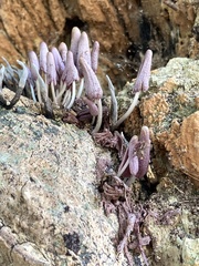 Coprinopsis clastophylla