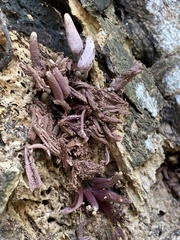 Coprinopsis clastophylla