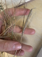Cynosurus cristatus