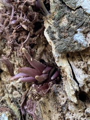 Coprinopsis clastophylla